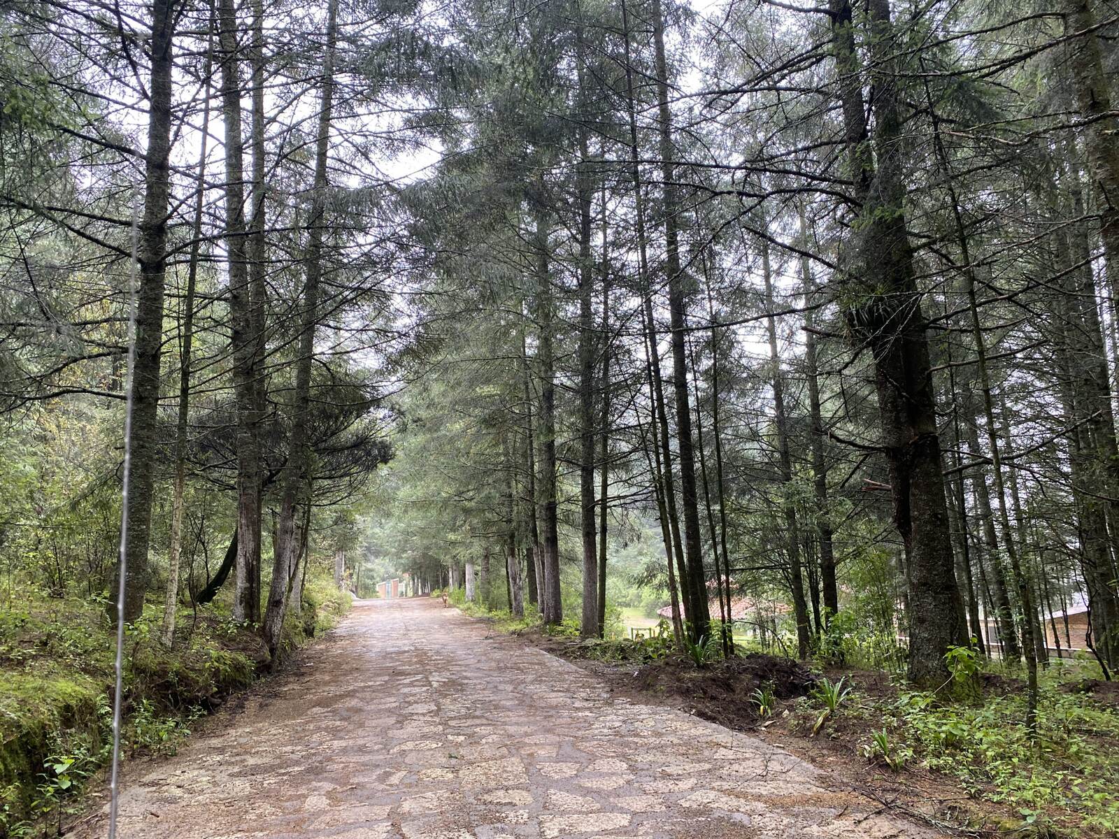 Real Las Flores – Lote Contado - imagen 6