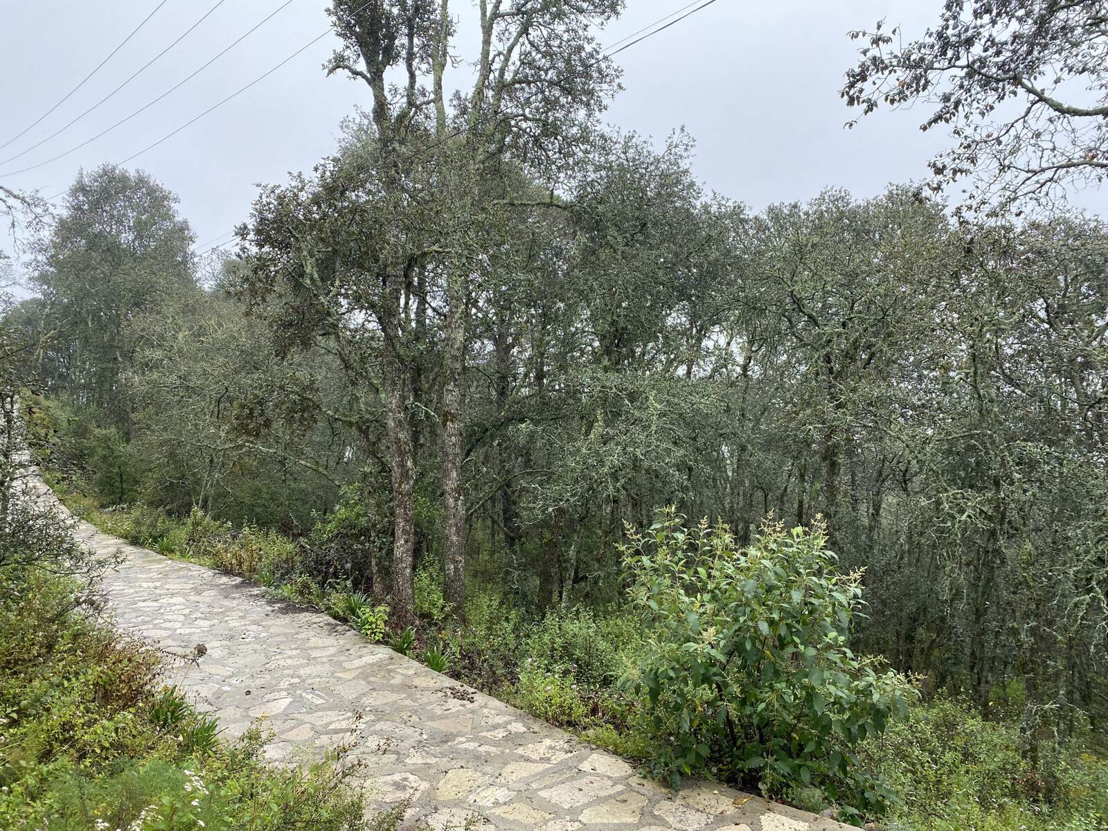 Real Las Flores – Lote Contado - imagen 26