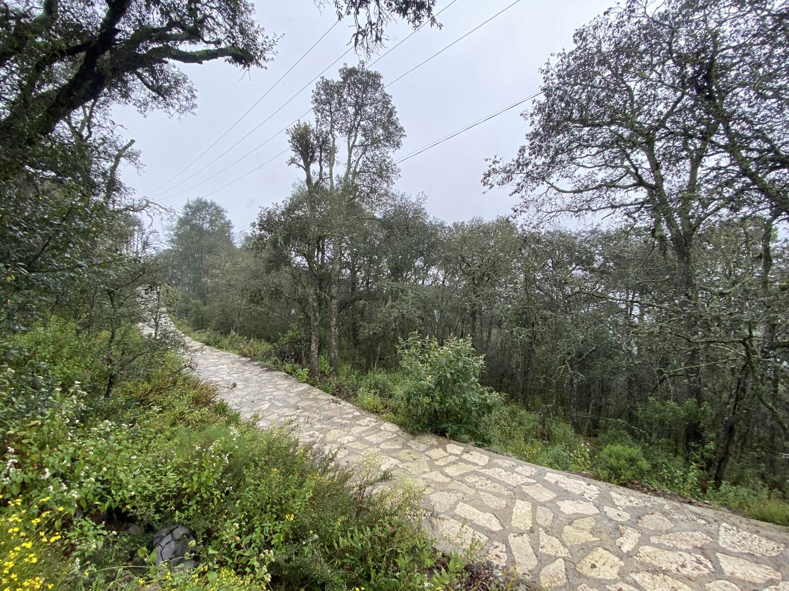 Real Las Flores – Lote Contado - imagen 27