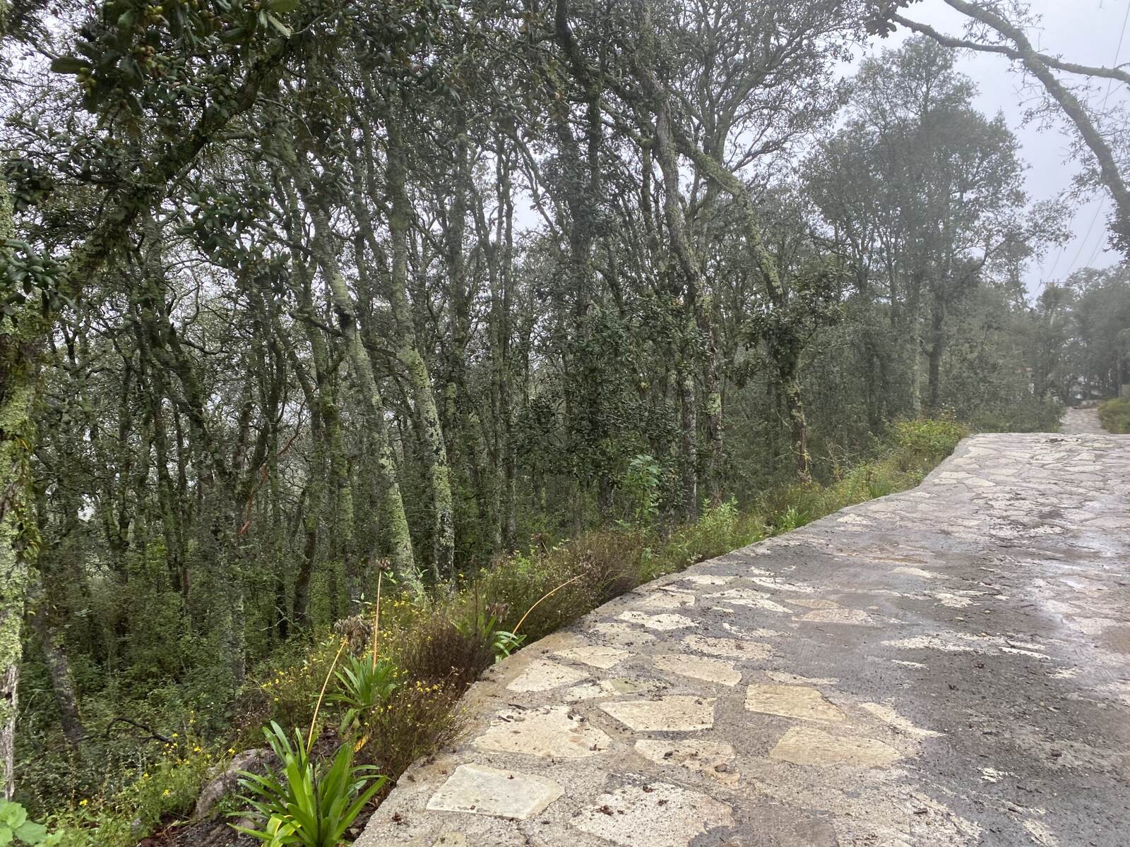 Real Las Flores – Lote Contado - imagen 30