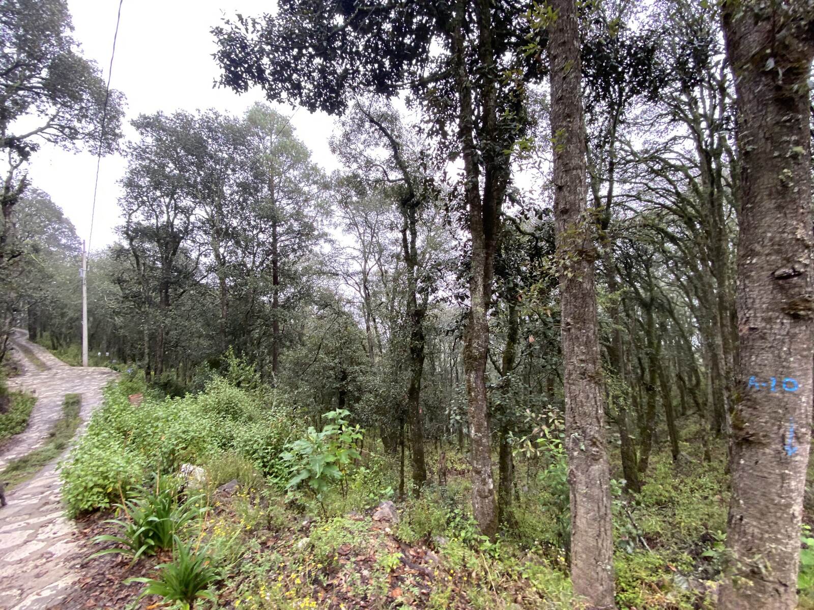 Real Las Flores – Lote Contado - imagen 40