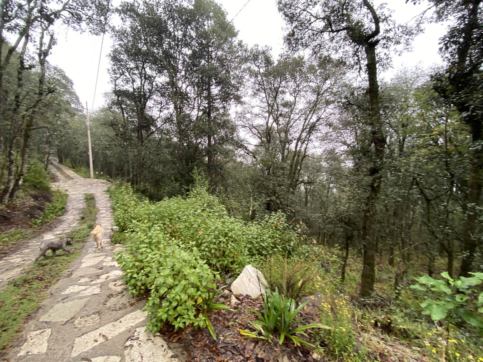 Real Las Flores – Lote Contado - imagen 41