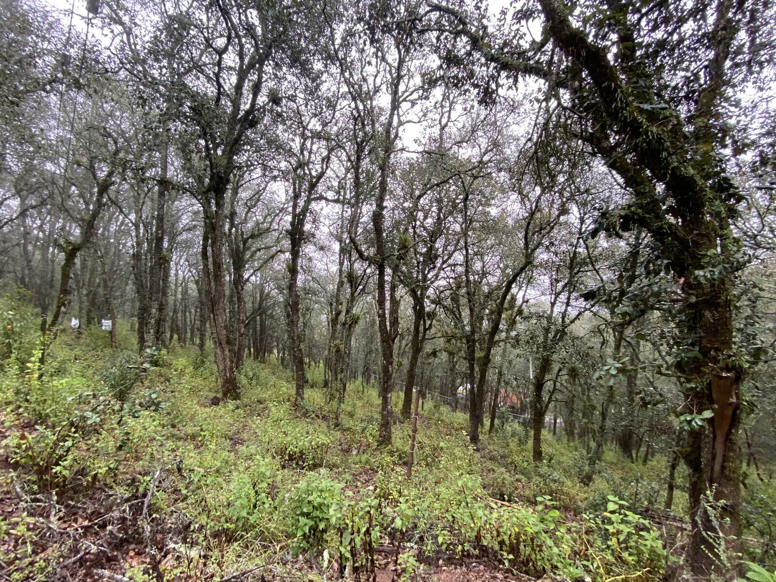 Real Las Flores – Lote Contado - imagen 42