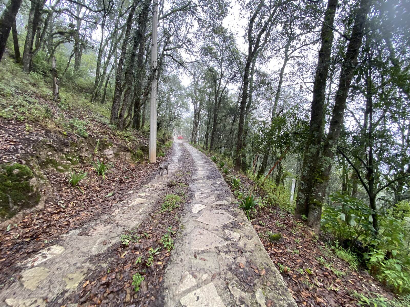 Real Las Flores – Lote Contado - imagen 44