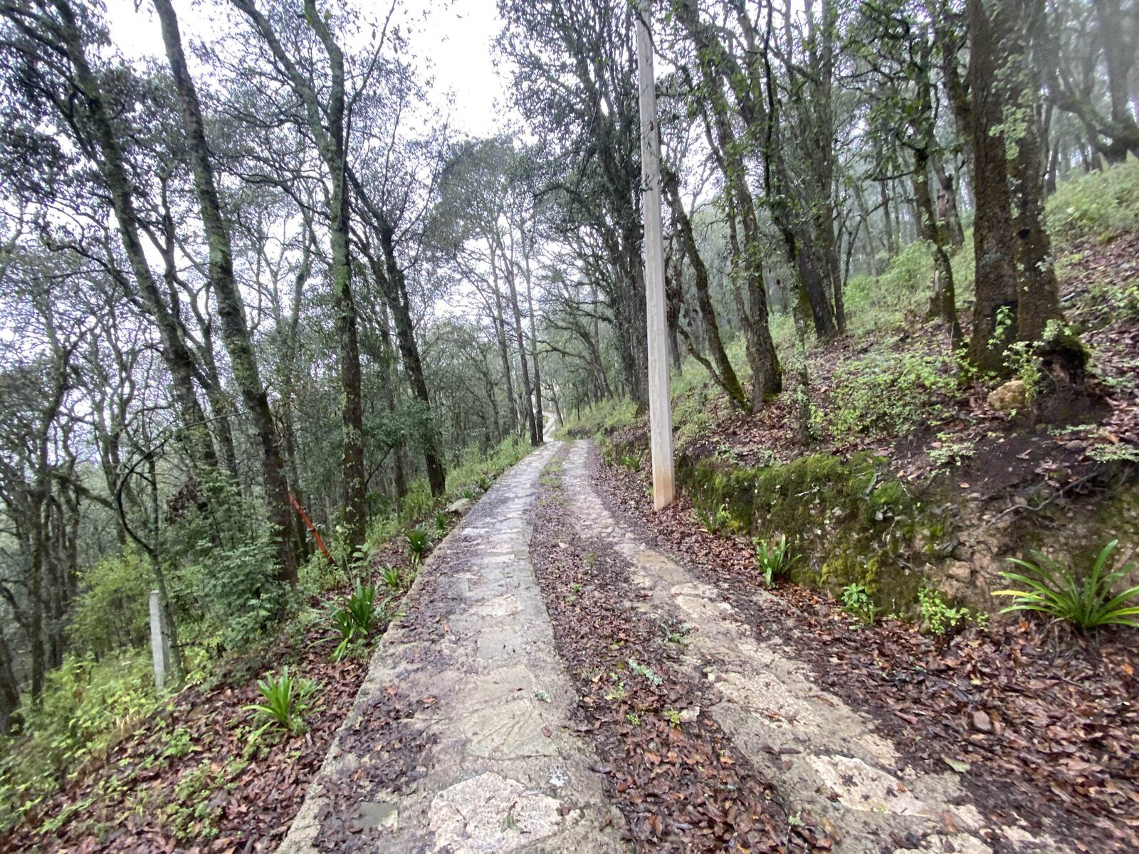 Real Las Flores – Lote Contado - imagen 46